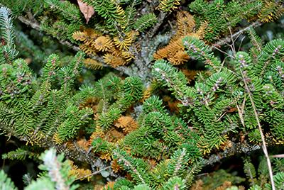 Why are my interior conifer needles turning yellow MSU Extension